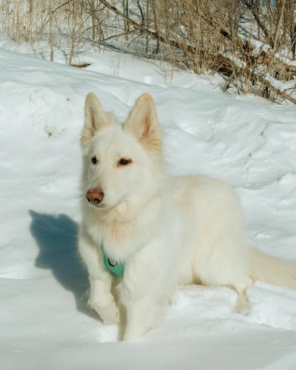 Enlarge Yuki, an adopted White German Shepherd in laval, QC image 1/4