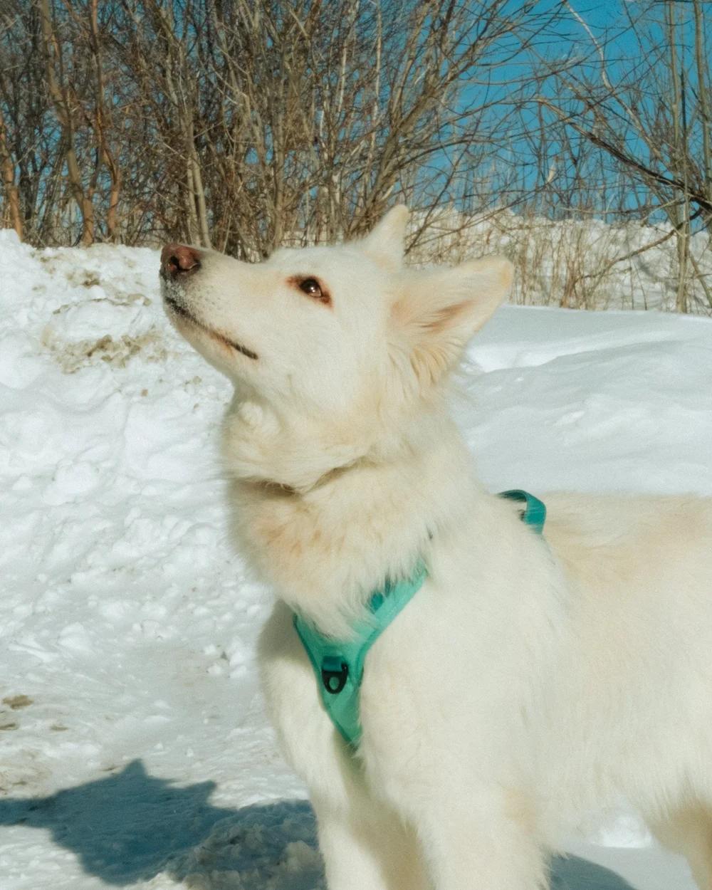 Enlarge Yuki, an adopted White German Shepherd in laval, QC image 2/4