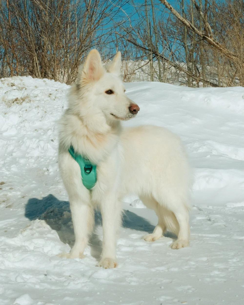 Enlarge Yuki, an adopted White German Shepherd in laval, QC image 4/4