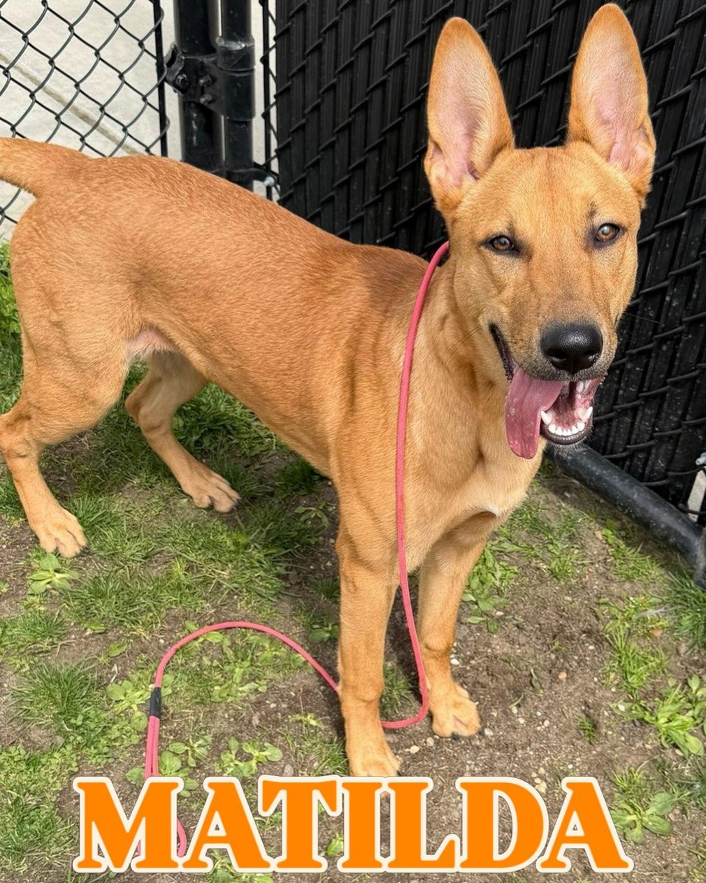 Enlarge Matilda Tag #398, a ADOPTABLE mixed breed in Central Islip, NY image 1/1