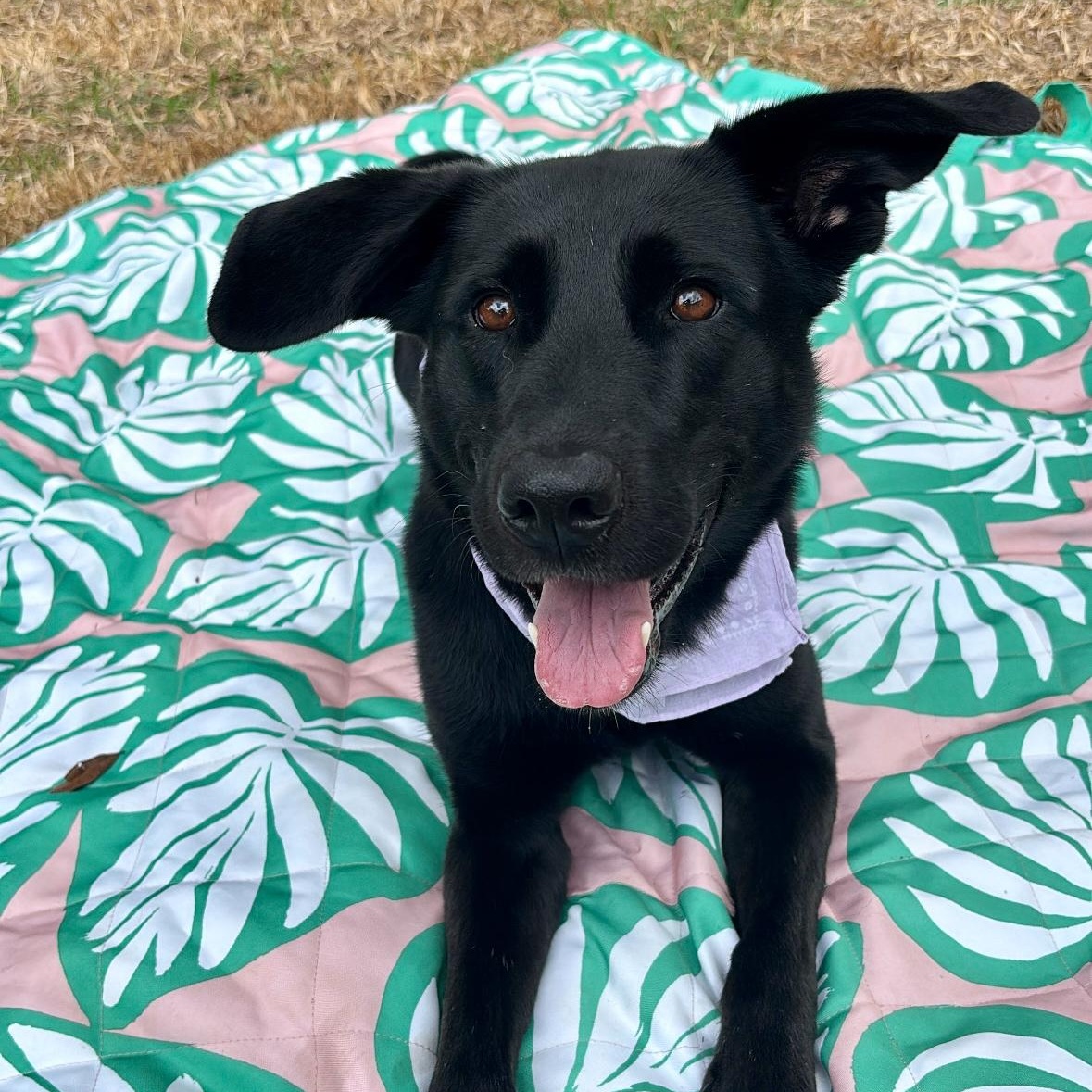 Enlarge Pippy, a Adoptable mixed breed in Mayfield Heights, OH image 6/6