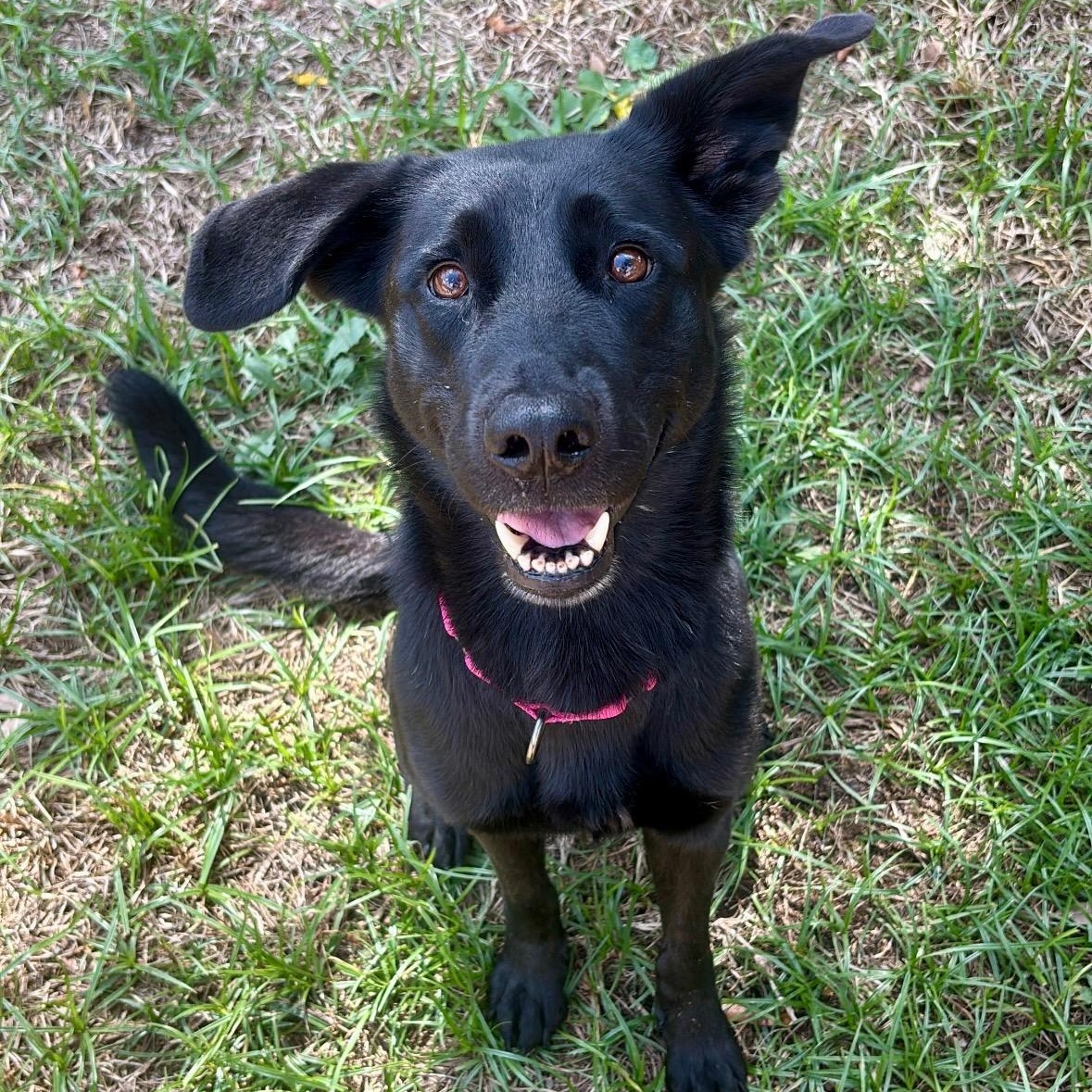 Enlarge Pippy, a Adoptable mixed breed in Mayfield Heights, OH image 4/6