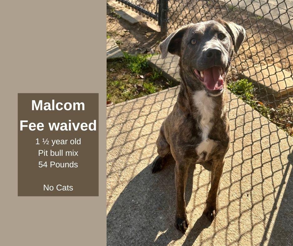 Enlarge Malcom, a ADOPTABLE mixed breed in Decatur, AL image 1/1