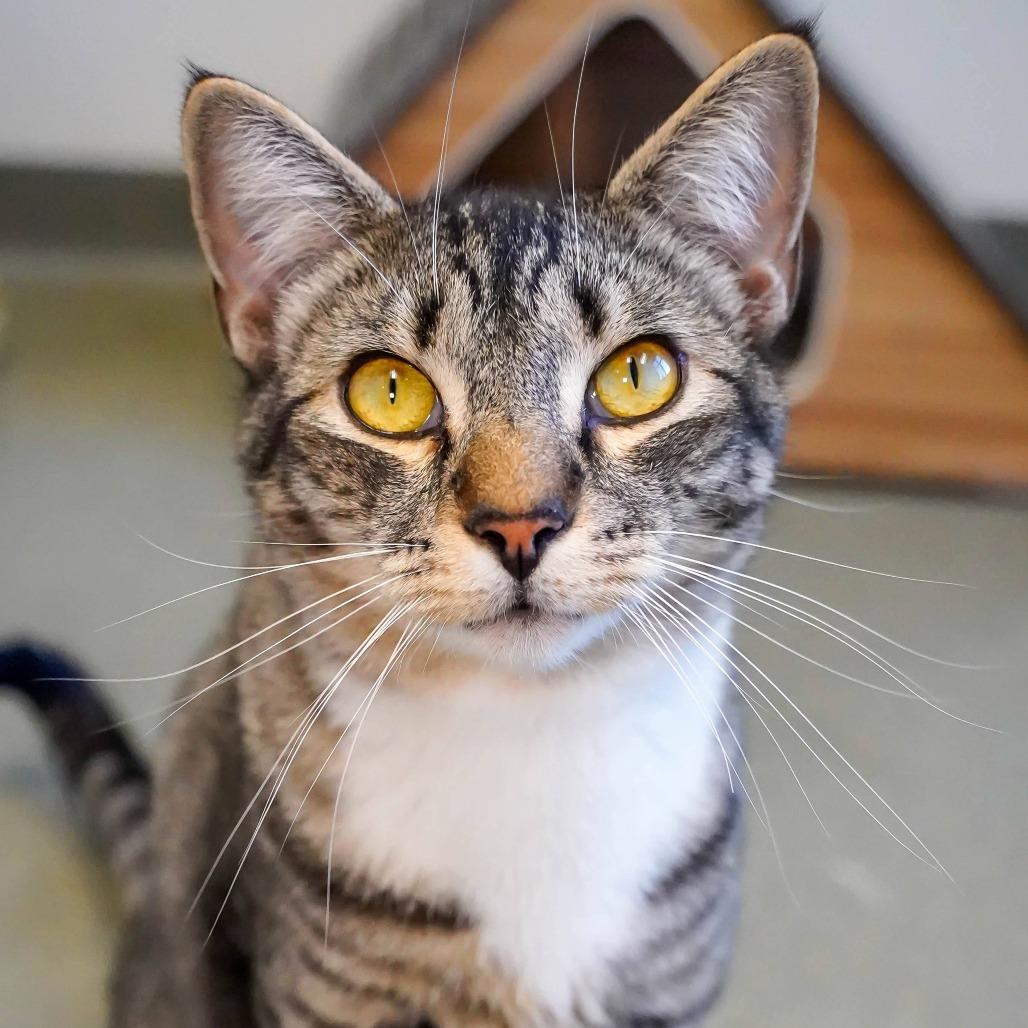 Enlarge Timber, a Adoptable Domestic Short Hair in Thomaston, ME image 1/2
