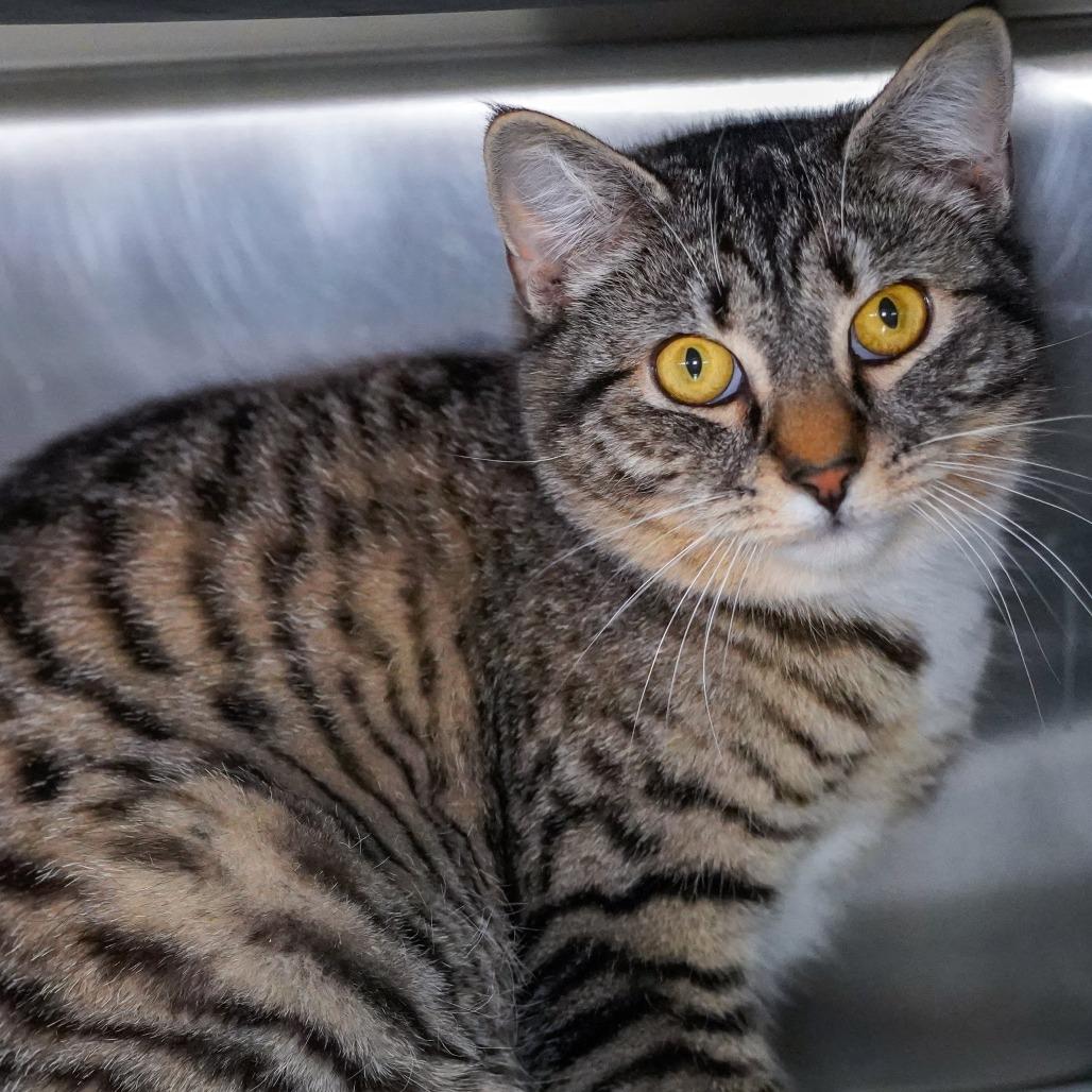 Timber, a Adoptable Domestic Short Hair in Thomaston, ME image 1/2