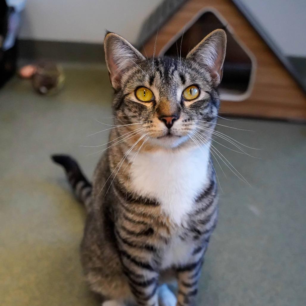 Enlarge Timber, a Adoptable Domestic Short Hair in Thomaston, ME image 2/2