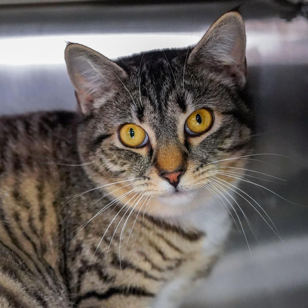 Timber, a Adoptable Domestic Short Hair in Thomaston, ME image 2/2