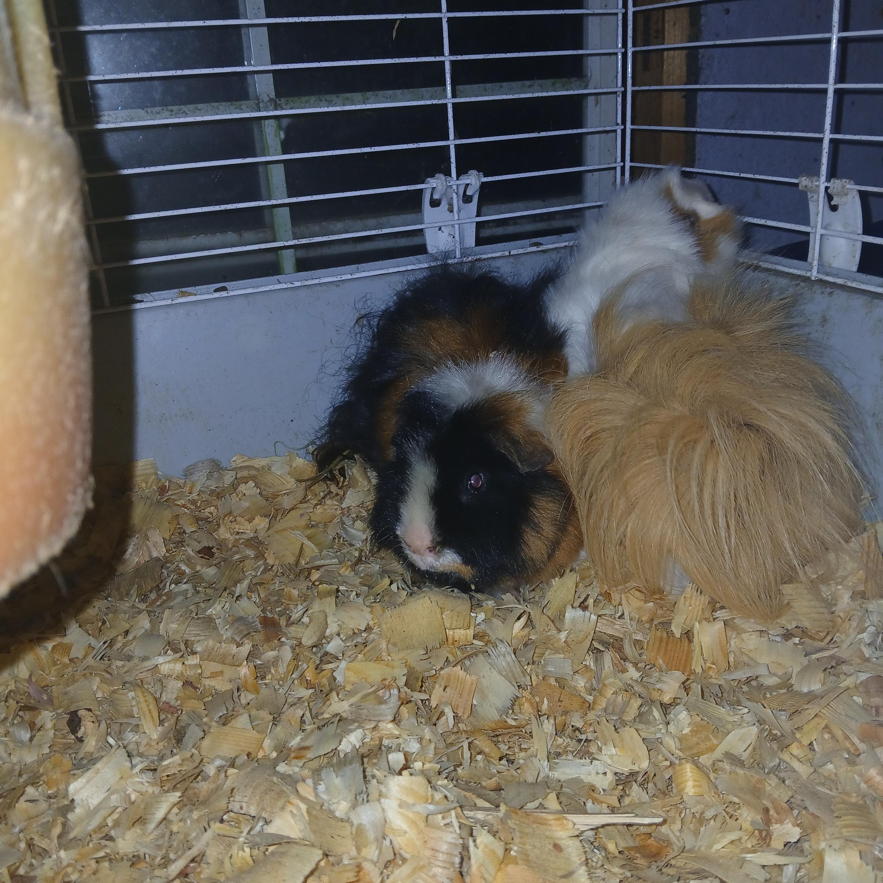 Enlarge Van and Halen, a Adoptable Abyssinian in Dearborn, MO image 3/3