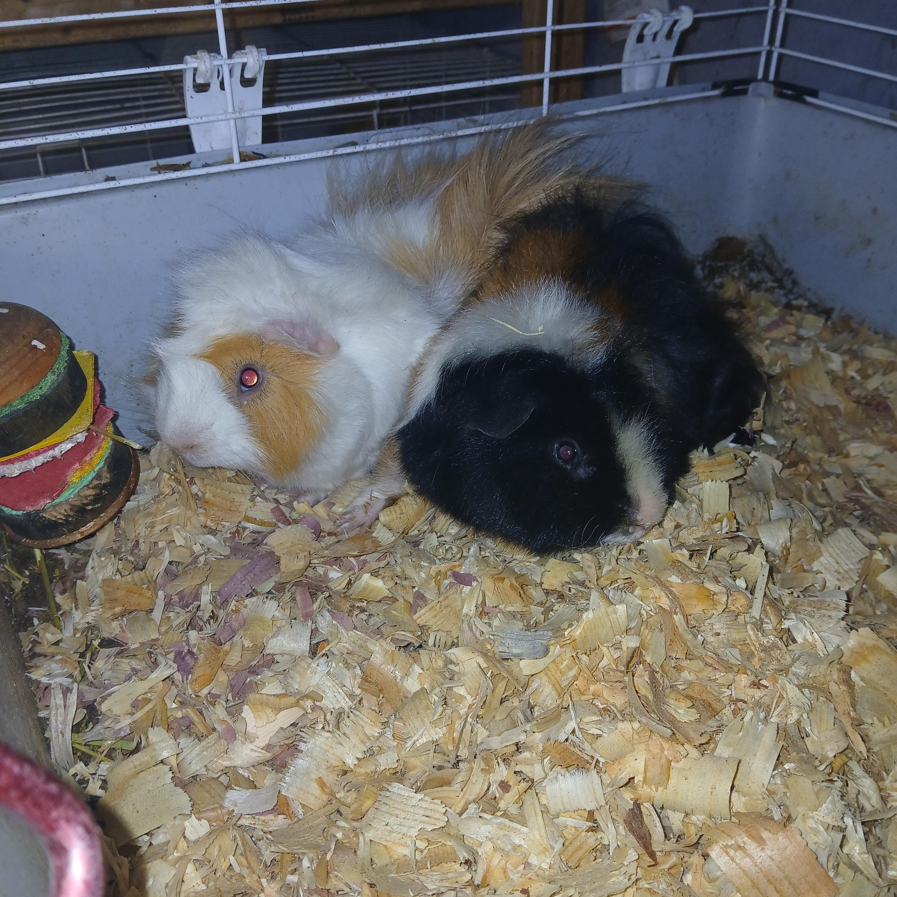 Van and Halen, Adoptable, Adult Male Abyssinian.