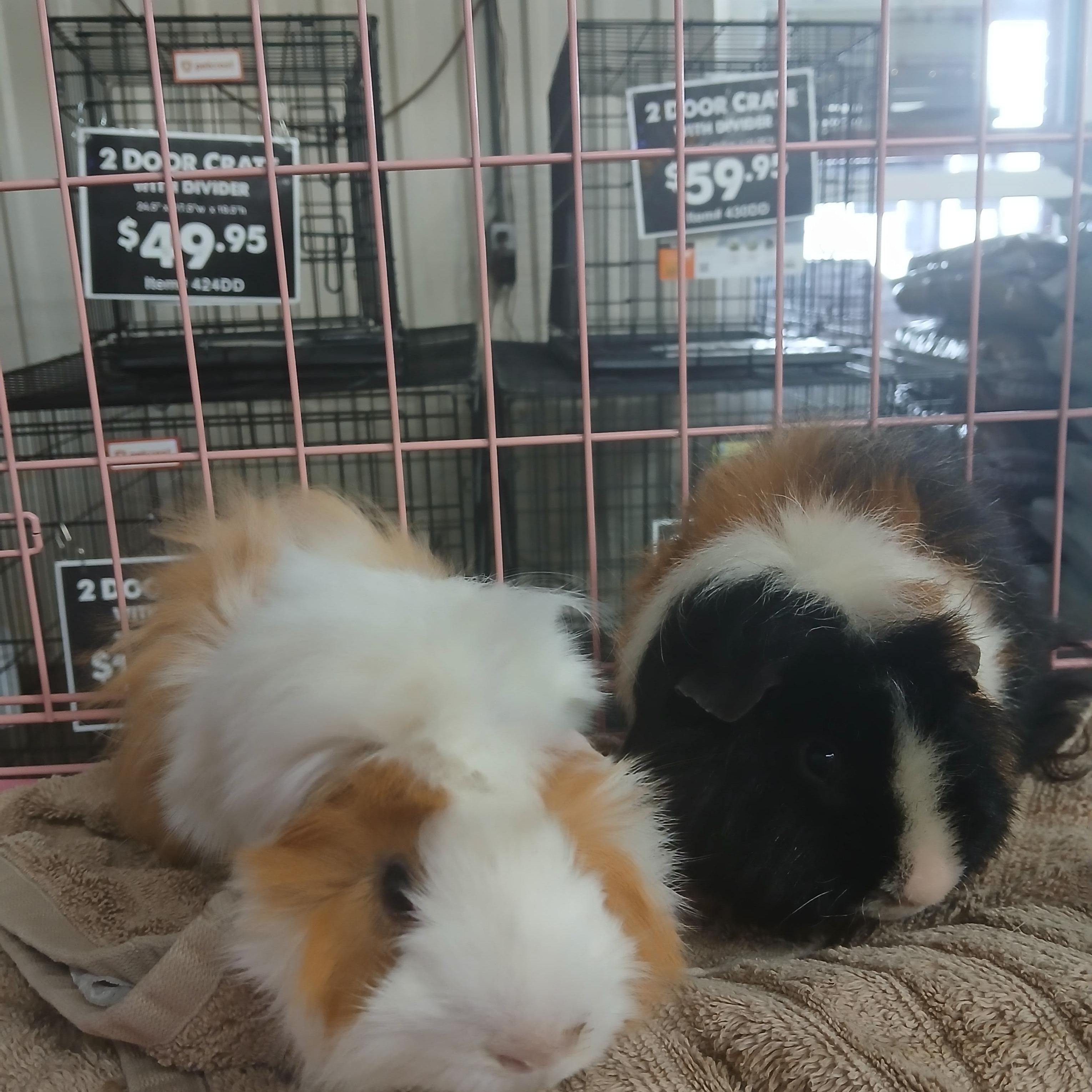 Van and Halen, Adoptable, Adult Male Abyssinian.