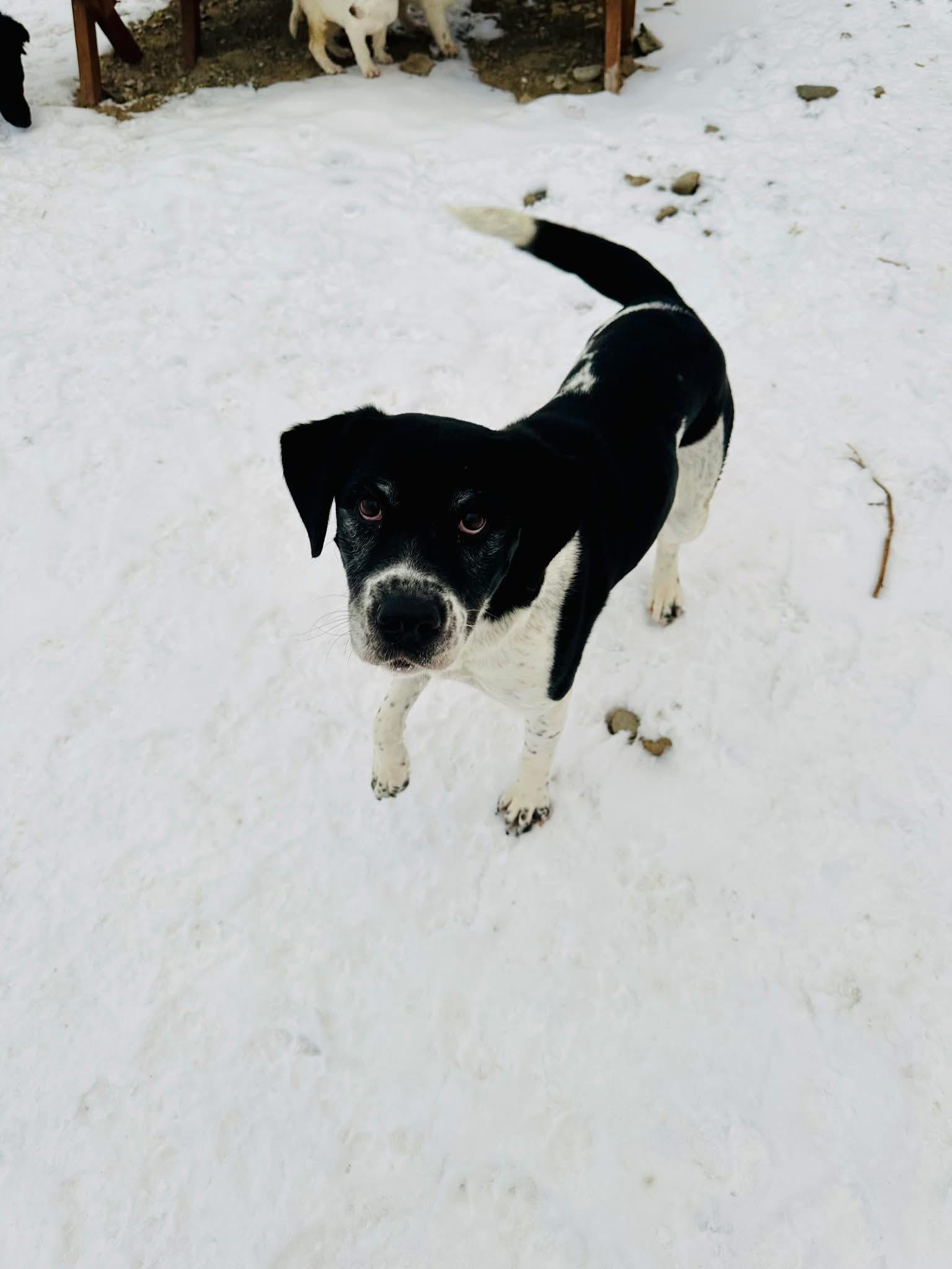 Enlarge Festina , a ADOPTABLE Mixed Breed in Wilsall, MT image 1/1