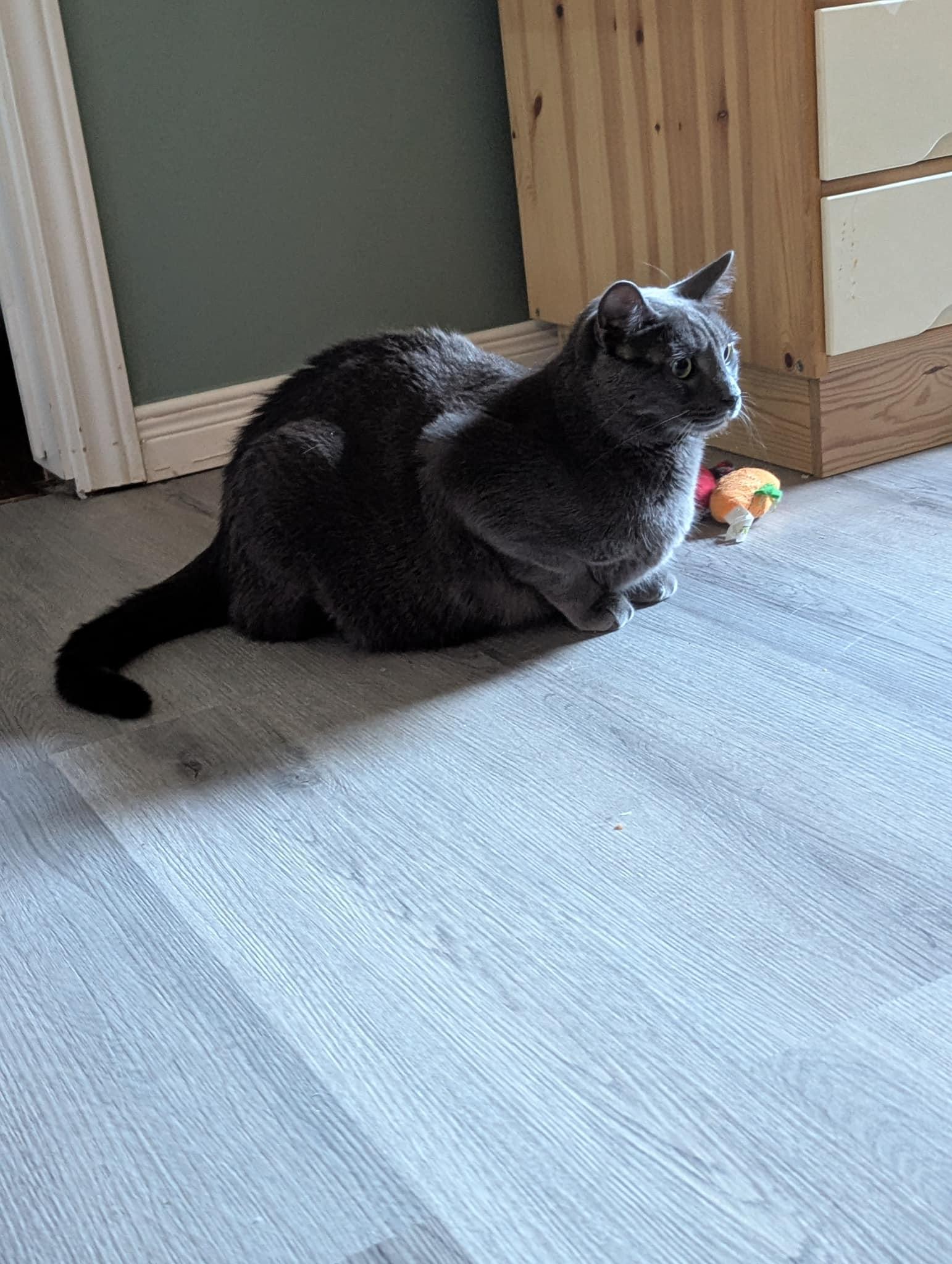 Enlarge Ashton, a Adoptable Domestic Short Hair in Ashton, ON image 4/4