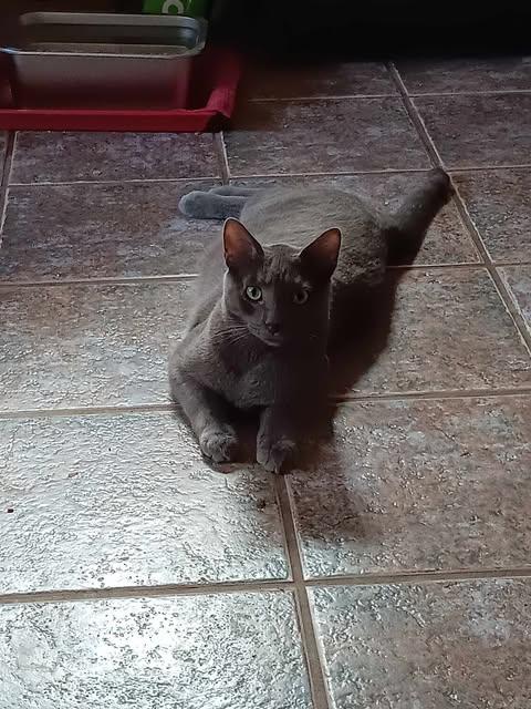 Ashton, an adoptable Domestic Short Hair in Ashton, ON, K0A 1B0 | Photo Image 2