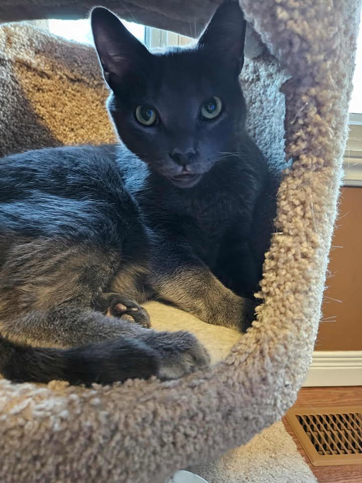 Enlarge Ashton, a Adoptable Domestic Short Hair in Ashton, ON image 3/4