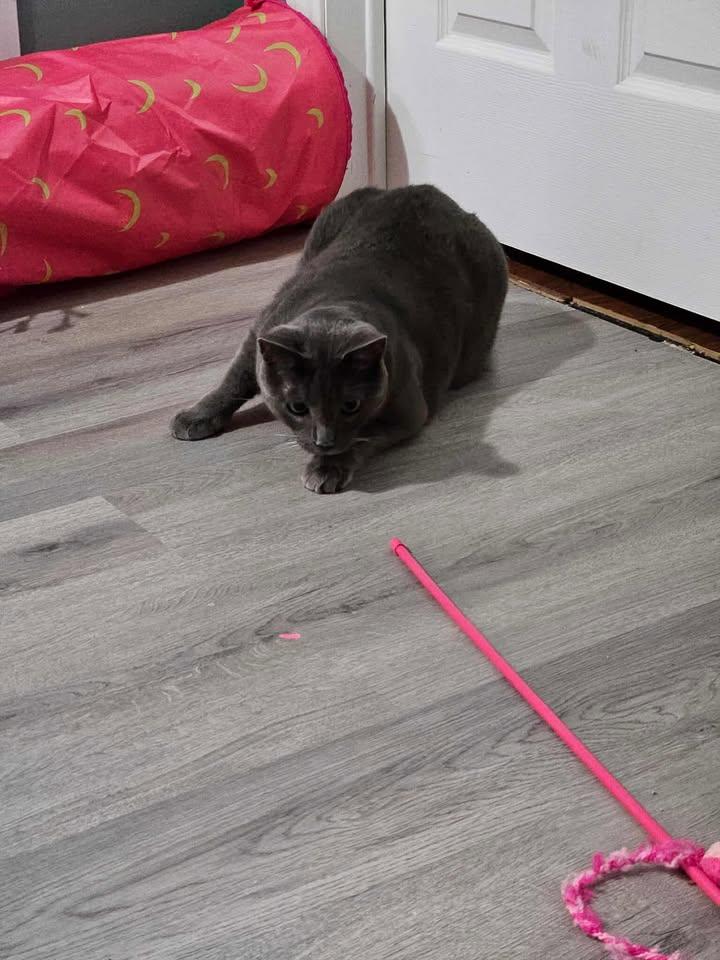 Ashton, Adoptable, Adult Male Domestic Short Hair.