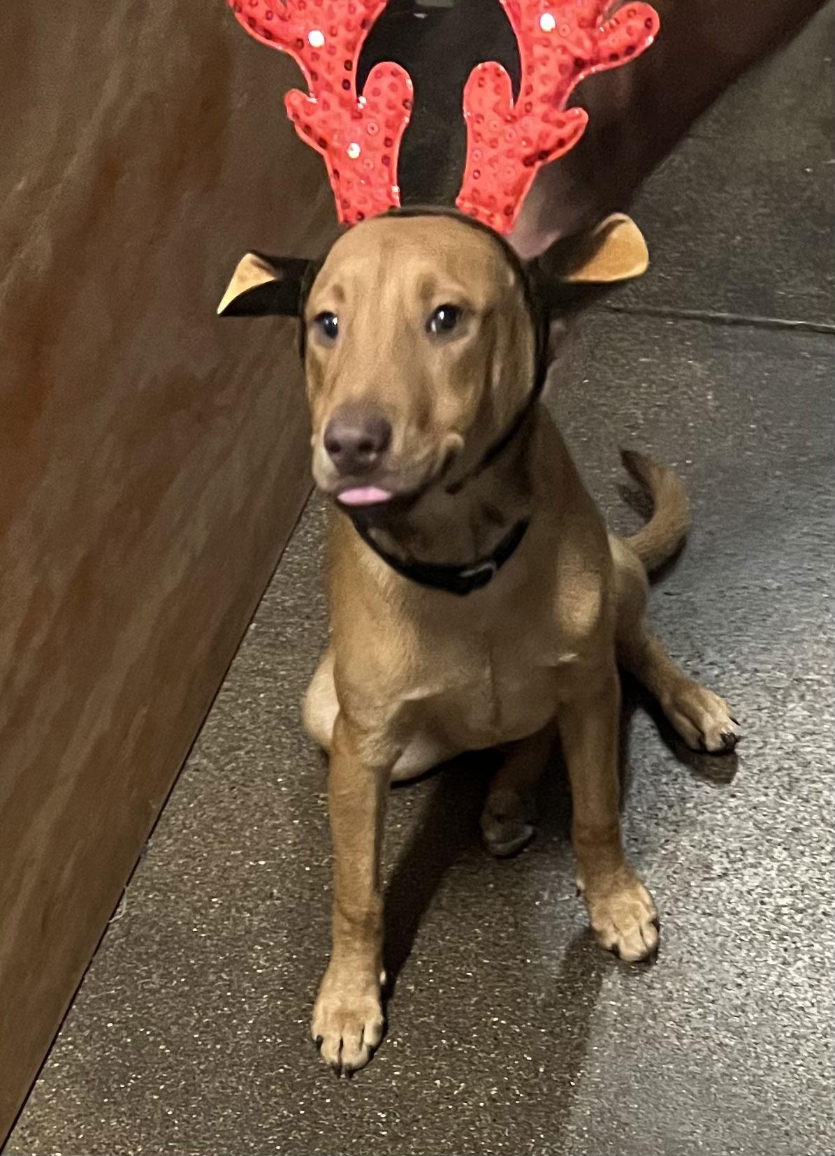 Football Four - Buckeye, Adoptable, Puppy Male Terrier.