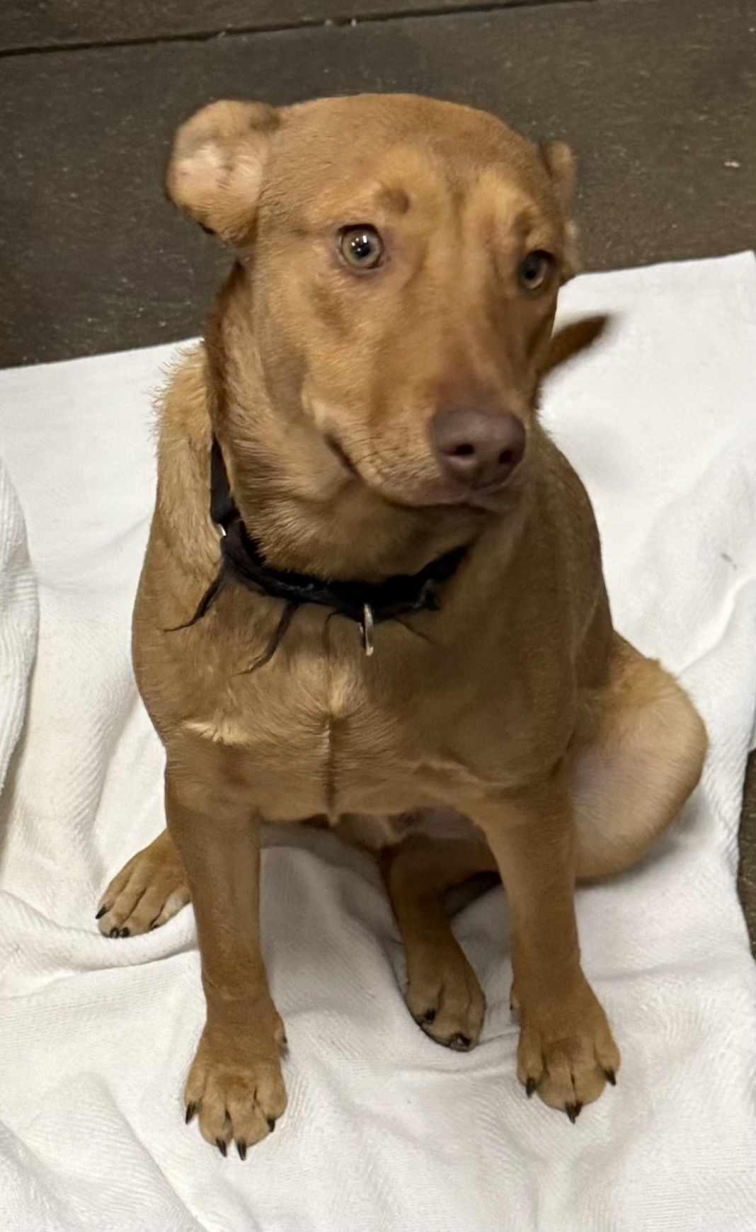 Enlarge Football Four - Buckeye, a Adoptable Terrier in Ashville, OH image 2/3