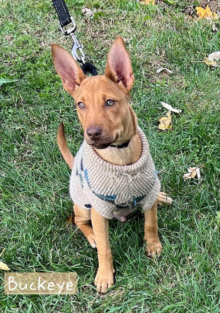 Football Four - Buckeye, a Adoptable Terrier in Ashville, OH image 2/3