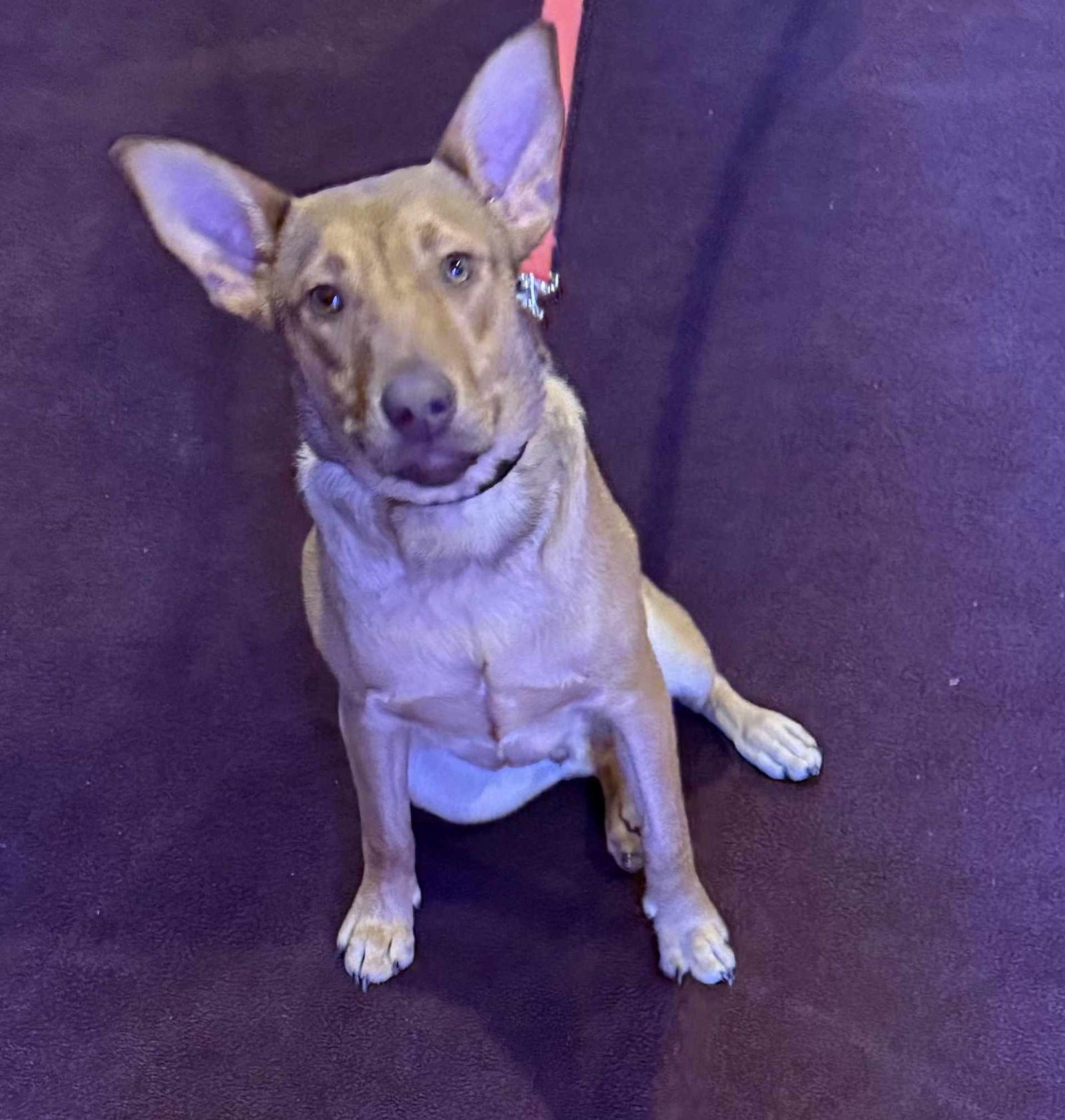 Enlarge Football Four - Buckeye, a Adoptable Terrier in Ashville, OH image 3/3