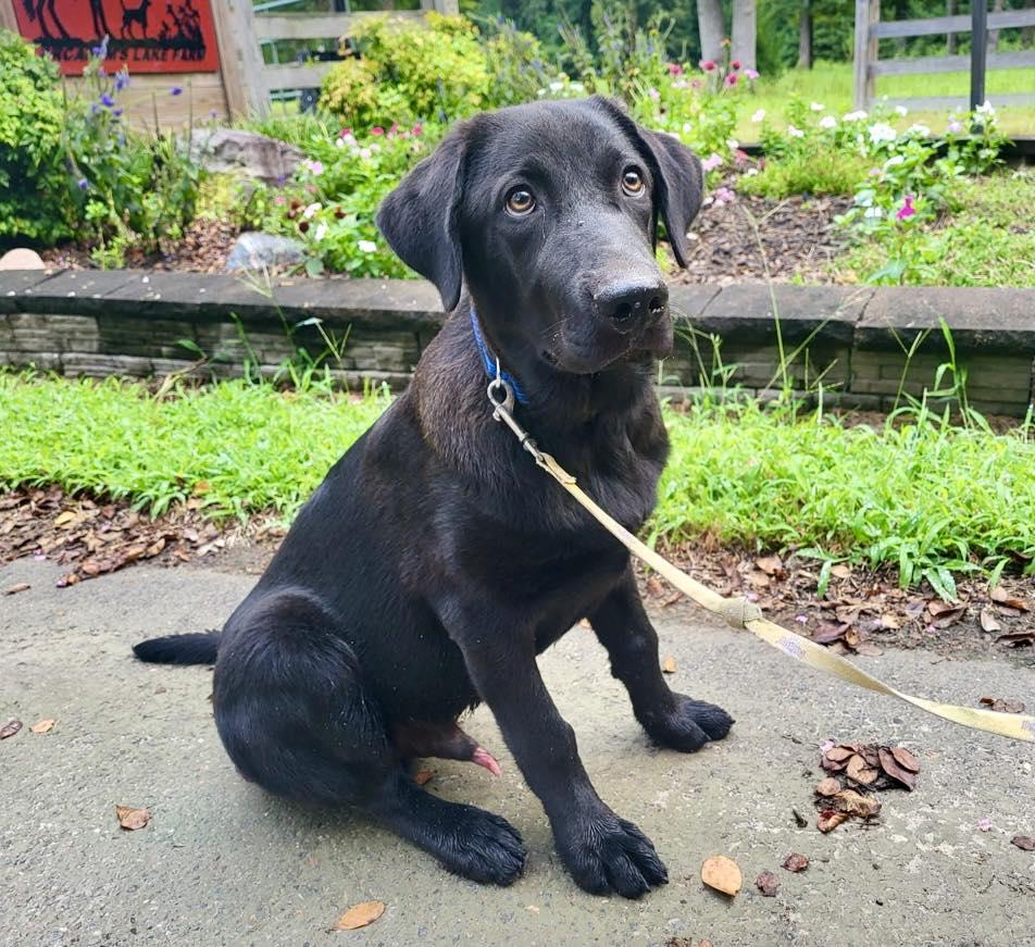 Siskel, an adopted mixed breed in Yorktown, VA image 1/6