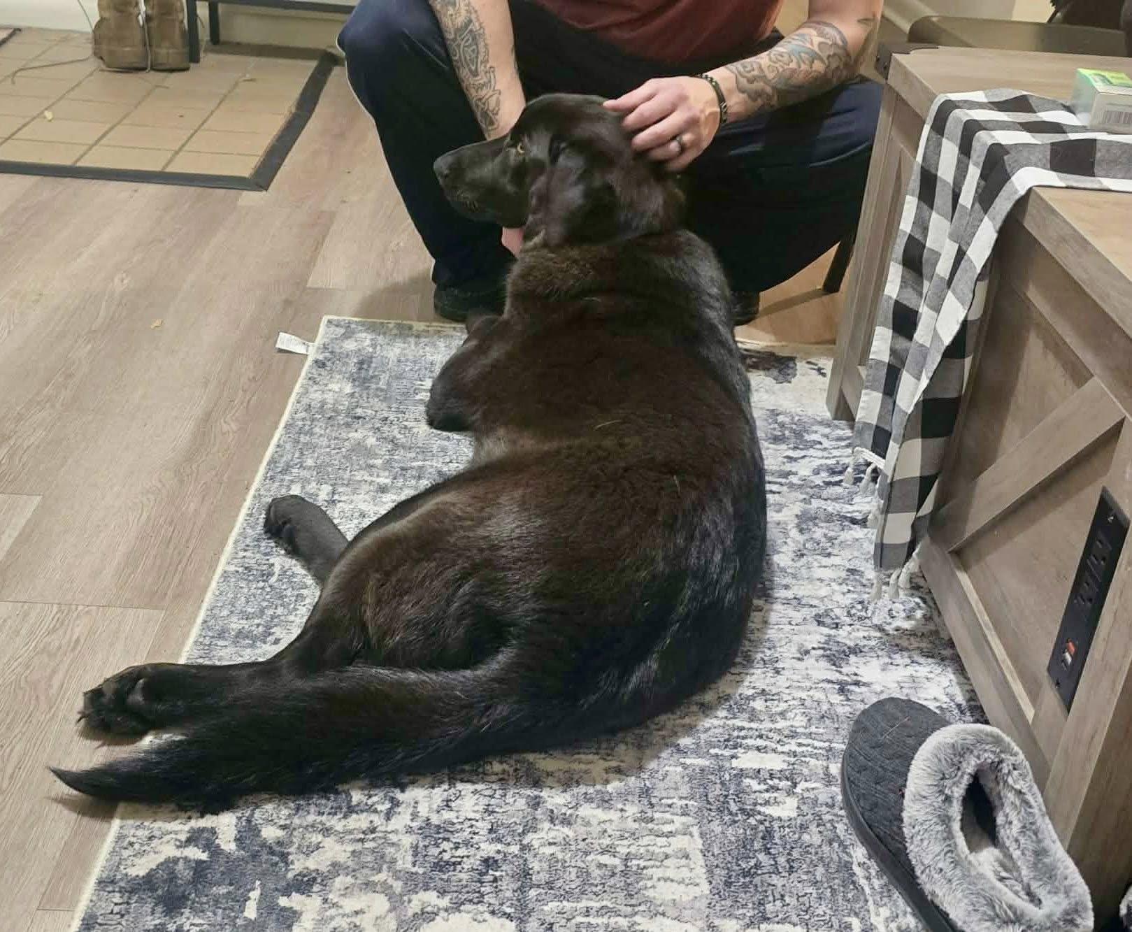 Siskel, an adopted mixed breed in Yorktown, VA image 5/6