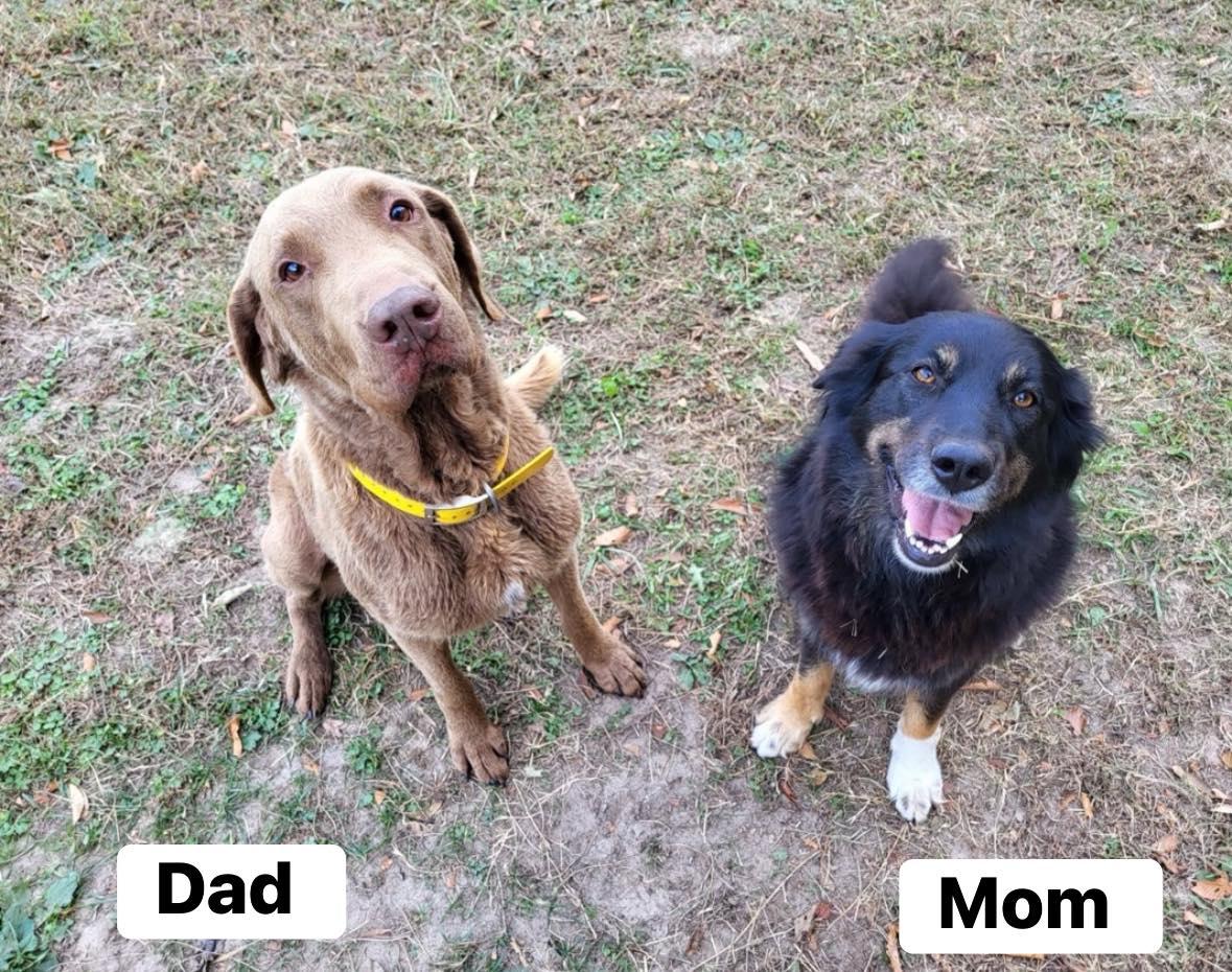 Siskel, an adopted mixed breed in Yorktown, VA image 6/6