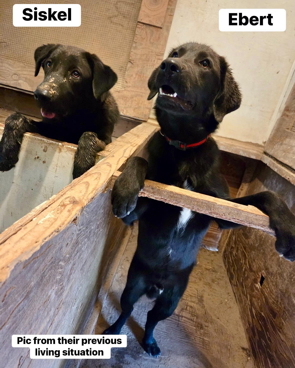 Siskel, an adopted mixed breed in Yorktown, VA image 4/6