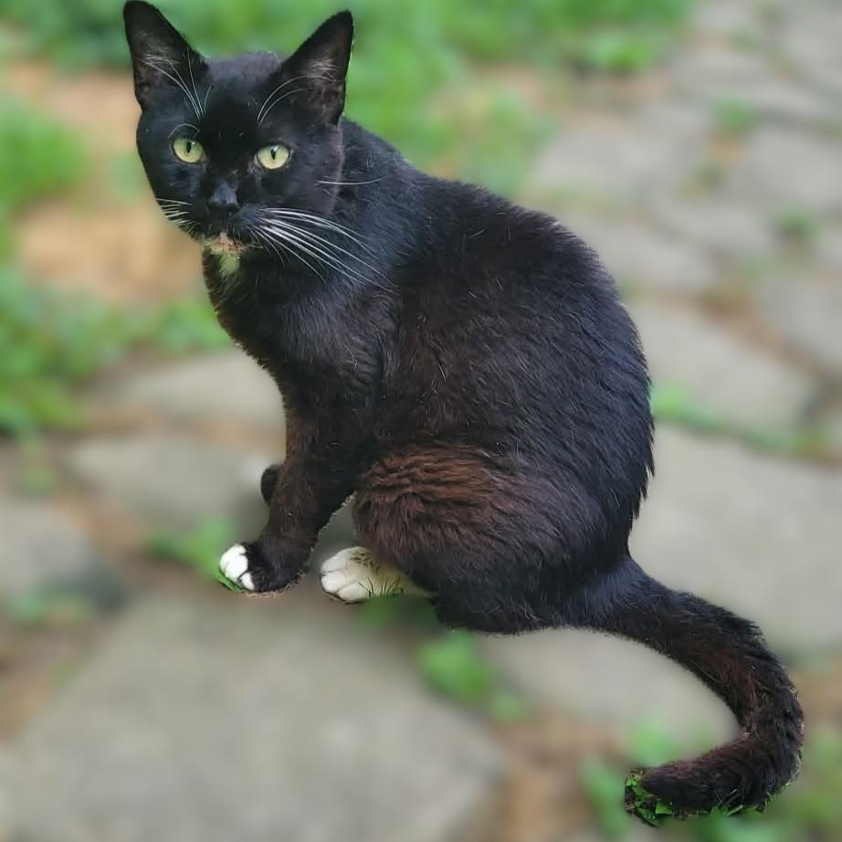 Zeb, Adoptable, Senior Male Domestic Short Hair.