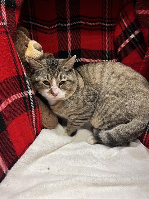 Enlarge A1254399, a Adoptable Domestic Short Hair in Winter Haven, FL image 1/1