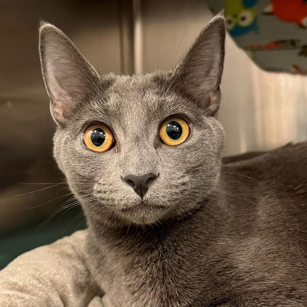 Enlarge Michaela, a Adoptable Domestic Short Hair in Frederick, MD image 1/3