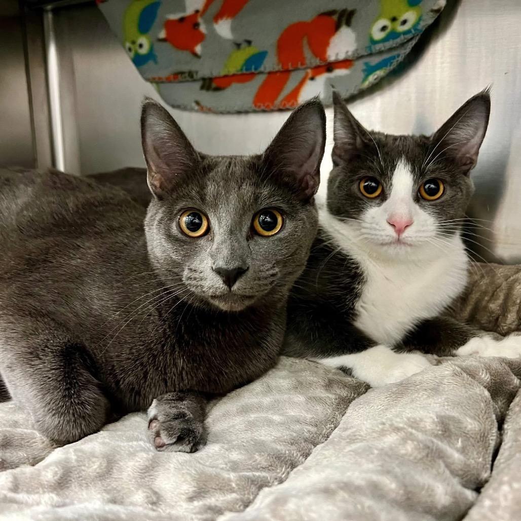 Enlarge Michaela, a Adoptable Domestic Short Hair in Frederick, MD image 2/3