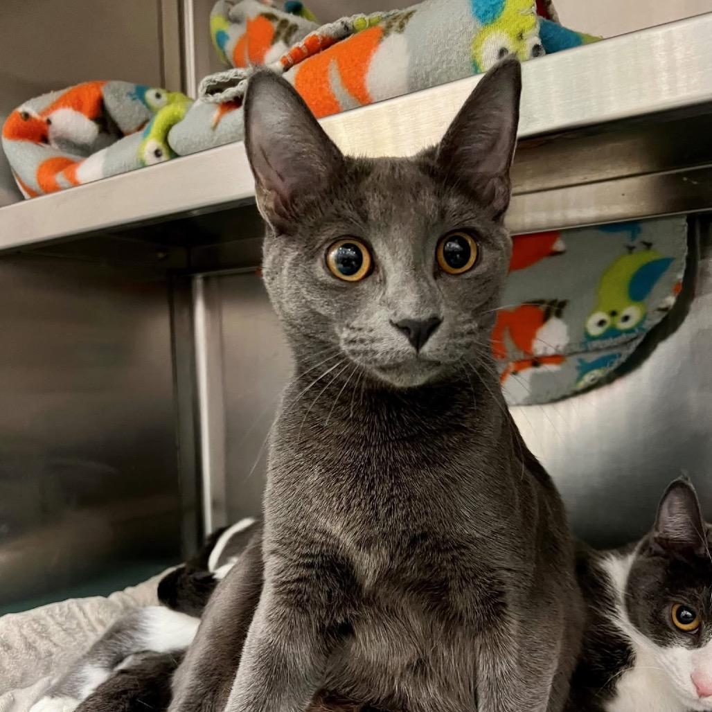 Enlarge Michaela, a Adoptable Domestic Short Hair in Frederick, MD image 3/3