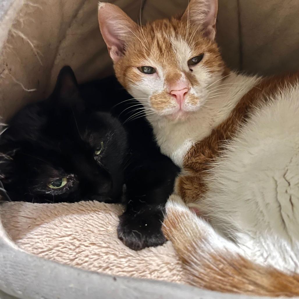 Tinkerbell, Adoptable, Senior Female Domestic Short Hair.