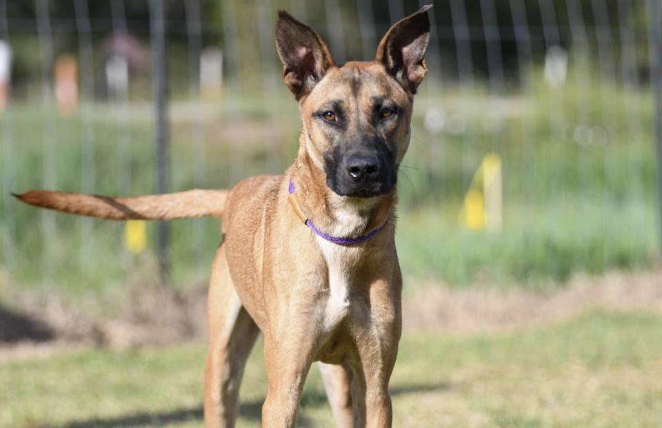 PEANUT - TRANSPORT AVAILABLE, Adoptable, Young Male Belgian Shepherd / Malinois.