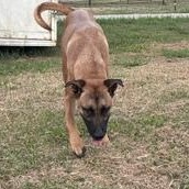 Enlarge PEANUT - TRANSPORT AVAILABLE, a Adoptable mixed breed in Canton, OH image 4/5
