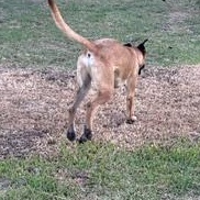 Enlarge PEANUT - TRANSPORT AVAILABLE, a Adoptable mixed breed in Canton, OH image 3/5