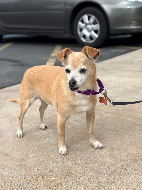 Churro, Adoptable, Adult Male Chihuahua.