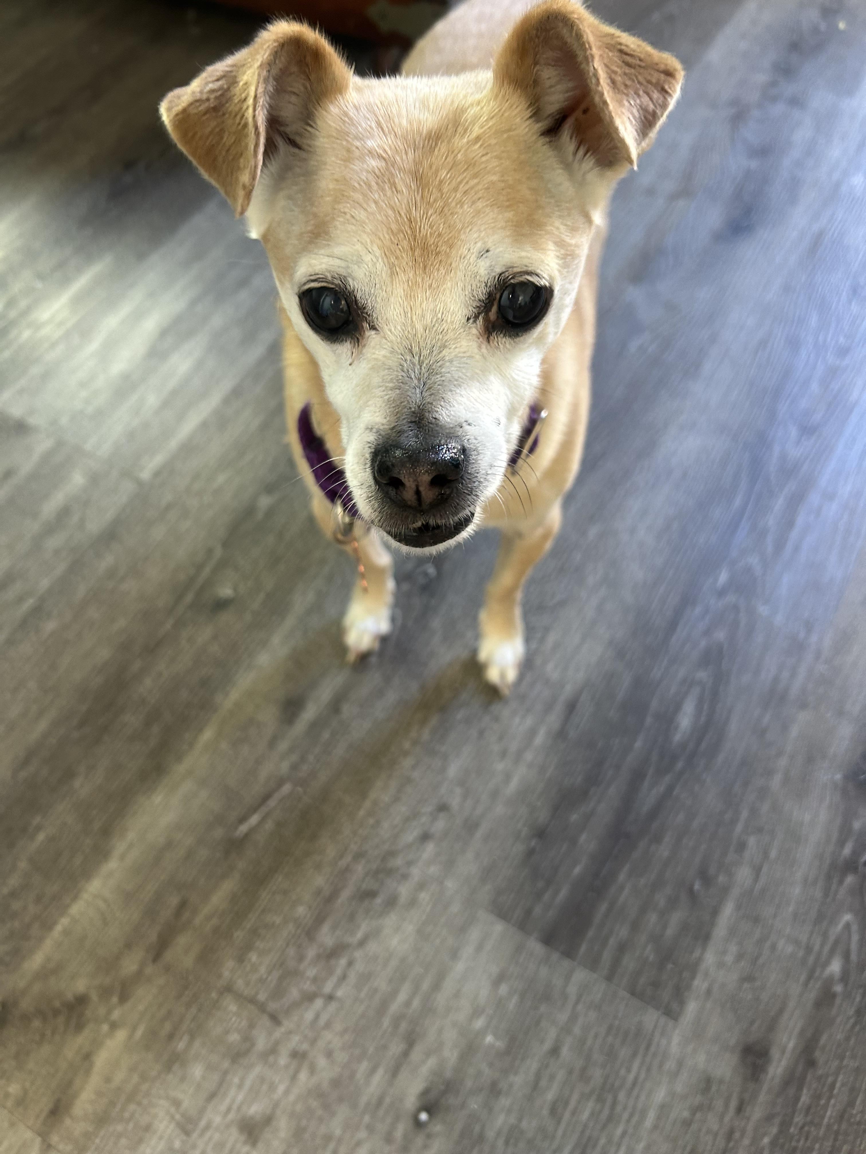 Churro, a Adoptable Chihuahua in Fruit Heights, UT image 2/6
