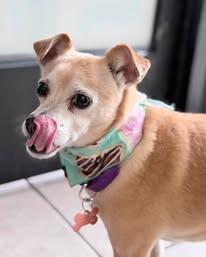 Churro, a Adoptable Chihuahua in Fruit Heights, UT image 3/6