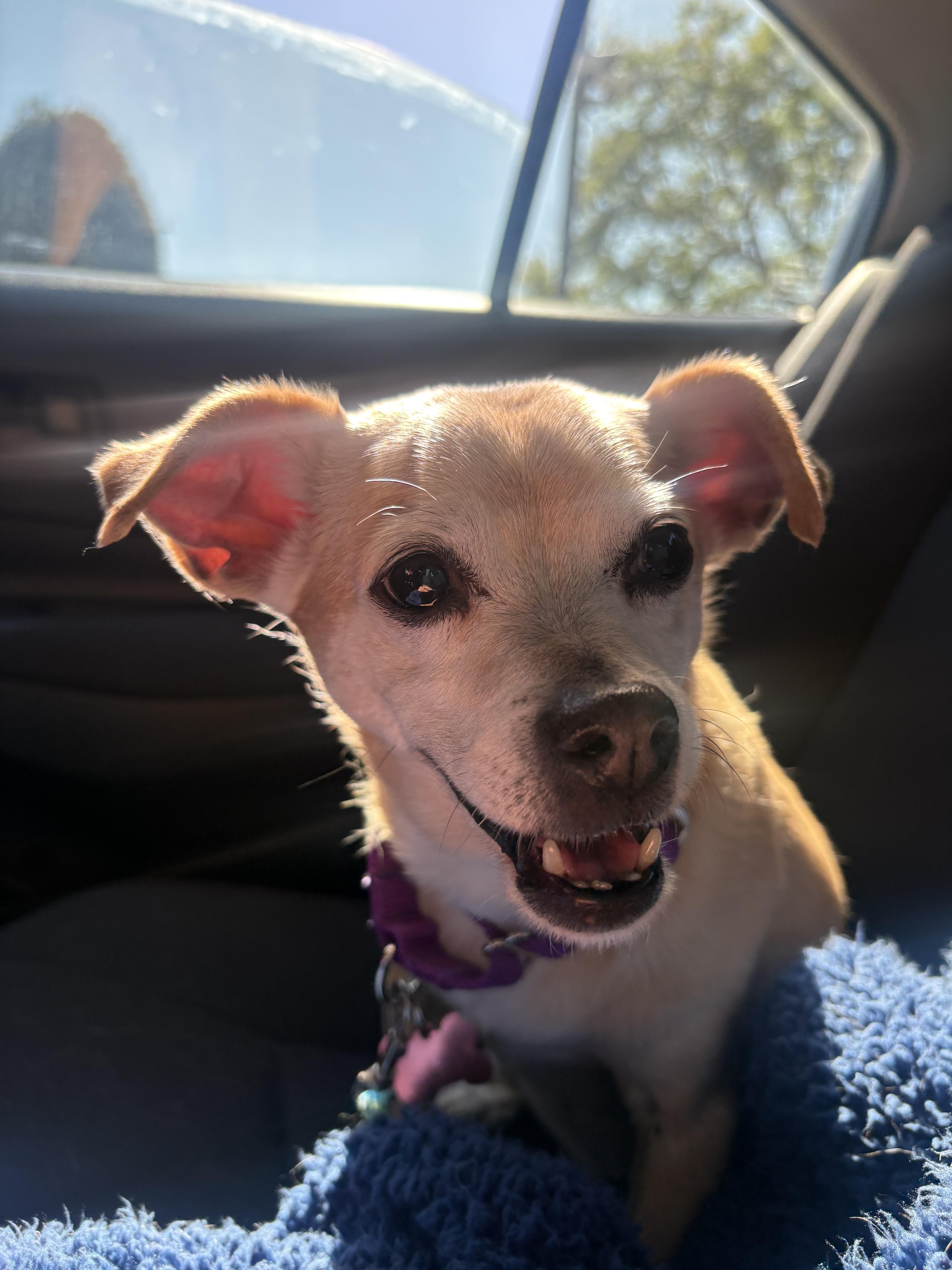 Churro, a Adoptable Chihuahua in Fruit Heights, UT image 4/6