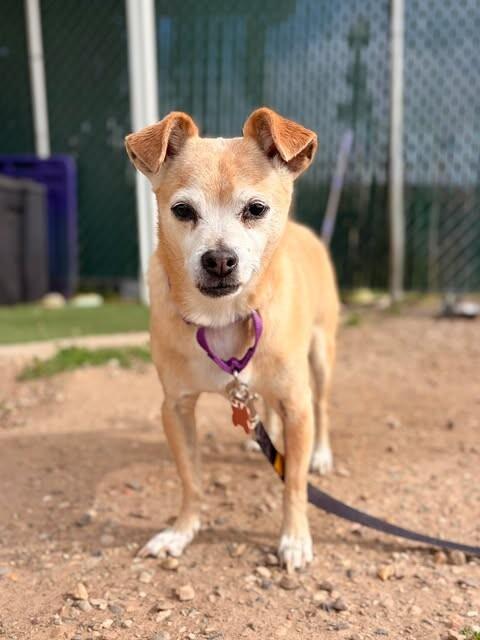 Churro, a Adoptable Chihuahua in Fruit Heights, UT image 5/6
