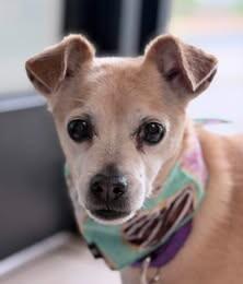 Churro, a Adoptable Chihuahua in Fruit Heights, UT image 6/6