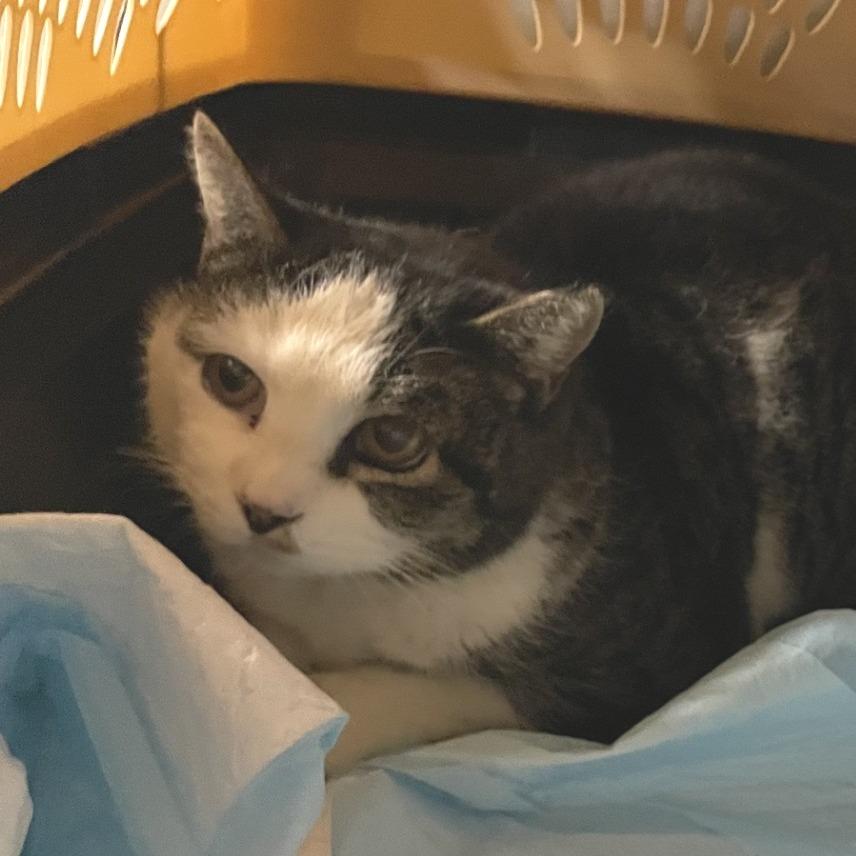 Enlarge Wheat Thin, a Adoptable Domestic Short Hair in Salt Lake City, UT image 1/3