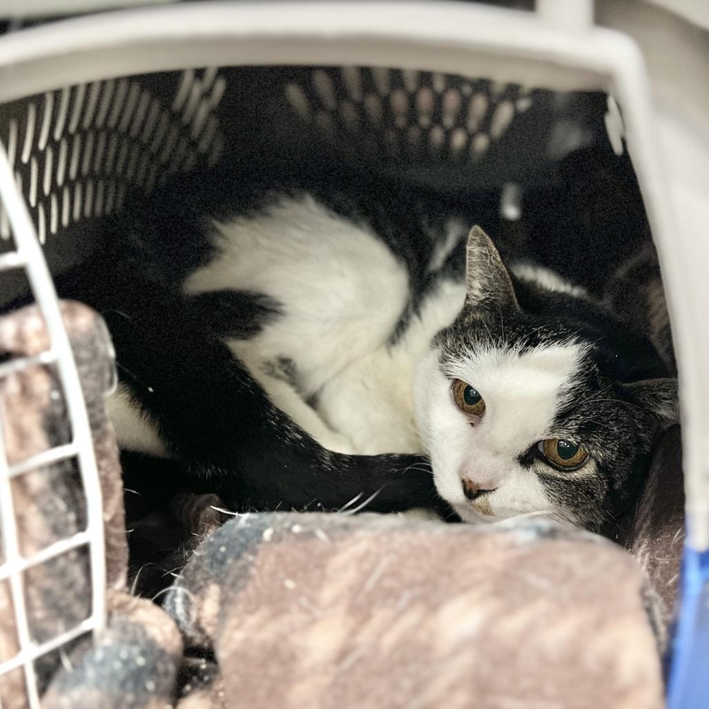 Enlarge Wheat Thin, a Adoptable Domestic Short Hair in Salt Lake City, UT image 2/3