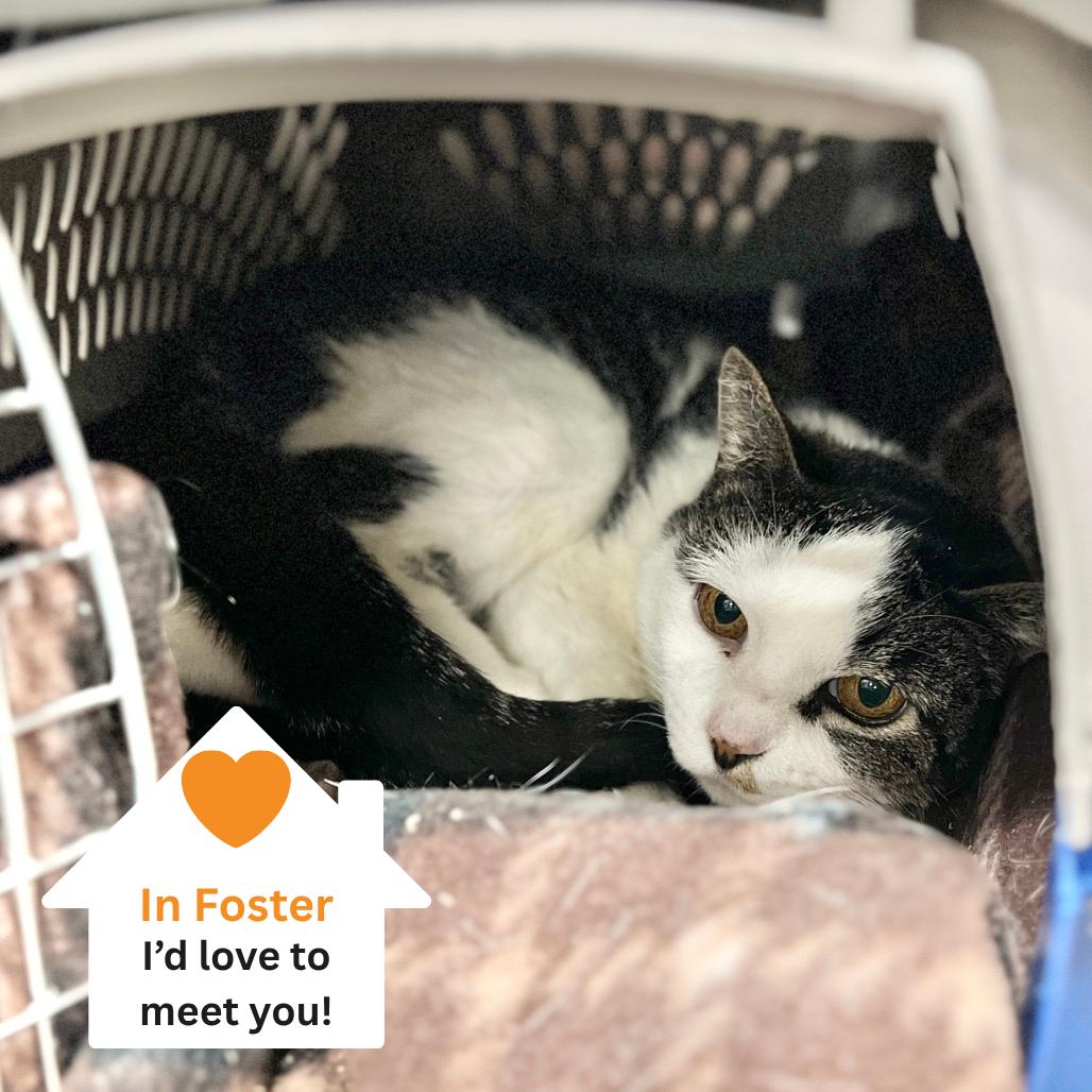 Enlarge Wheat Thin, a Adoptable Domestic Short Hair in Salt Lake City, UT image 3/3