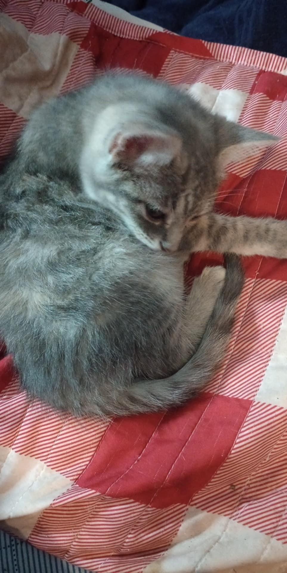 Gretel (AKA Dora, AKA Dudley), Adopted, Kitten Female Dilute Calico.