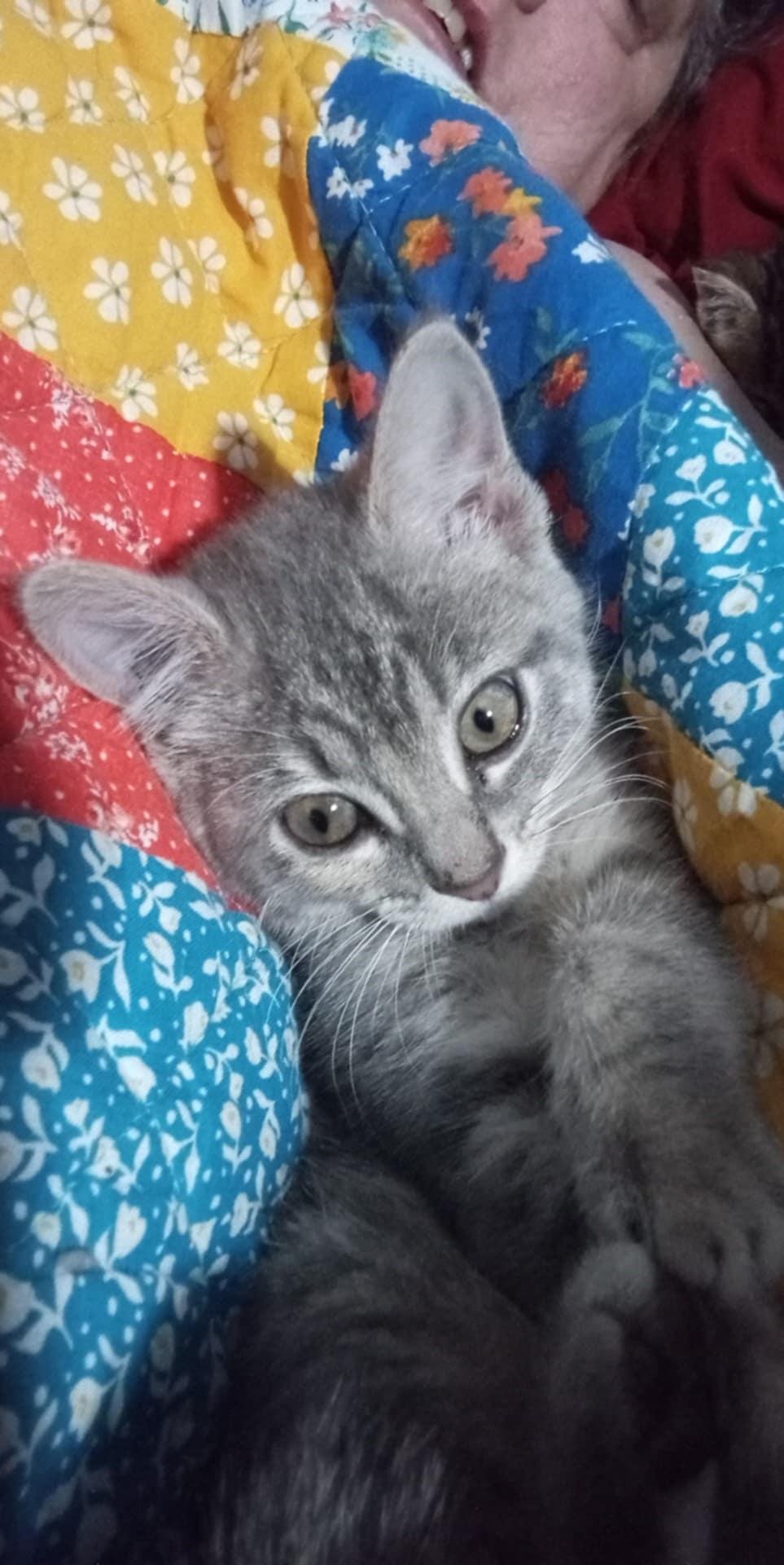Gretel (AKA Dora, AKA Dudley), a Adopted Dilute Calico in Piedmont, MO image 2/3