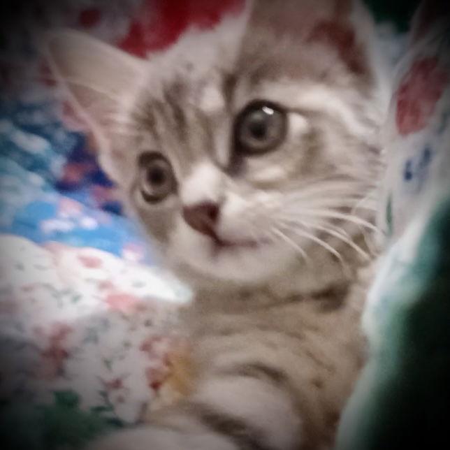 Gretel (AKA Dora, AKA Dudley), a Adopted Dilute Calico in Piedmont, MO image 3/3