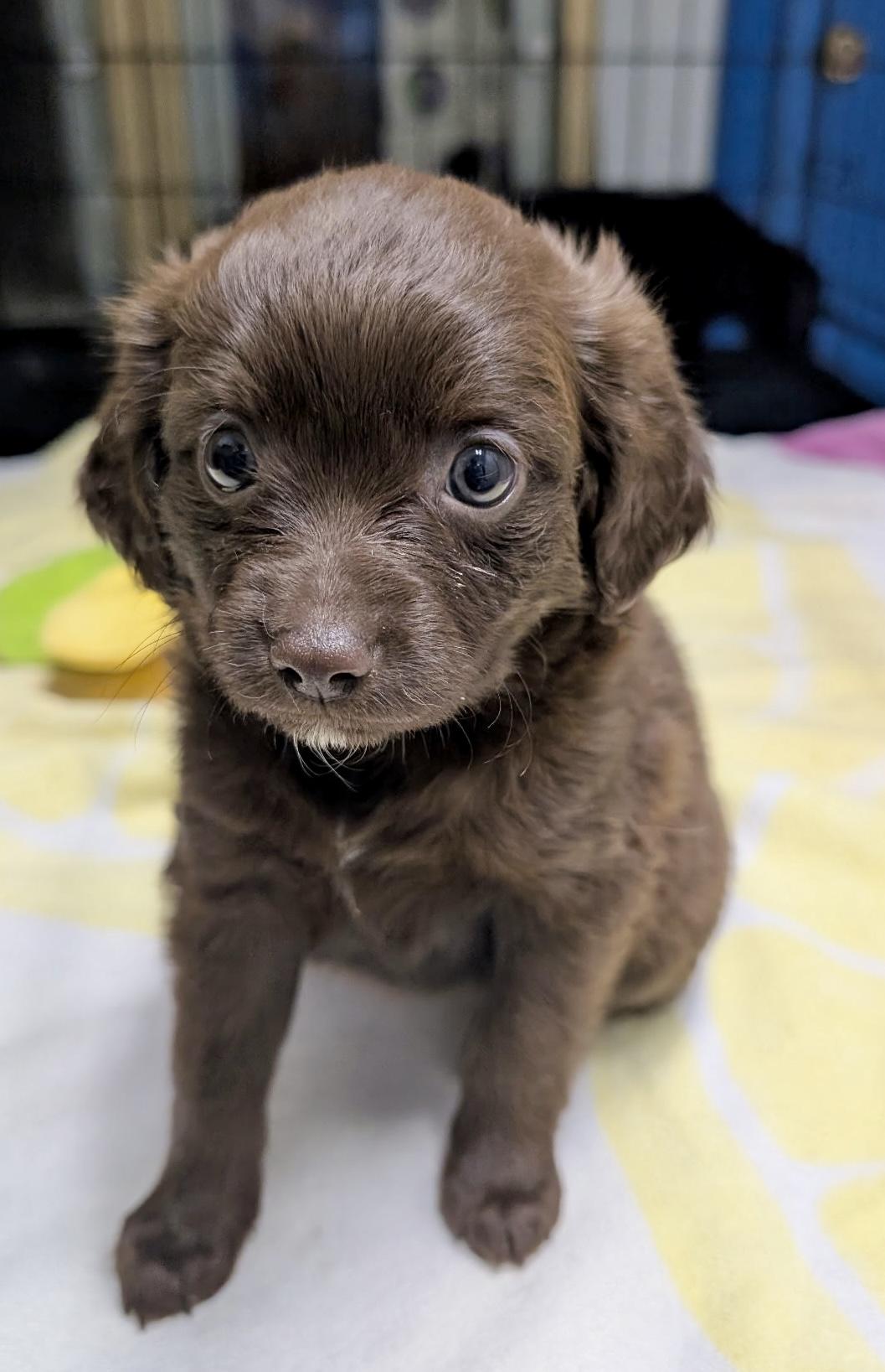 Peony, an adopted mixed breed in Los Angeles, CA image 2/2