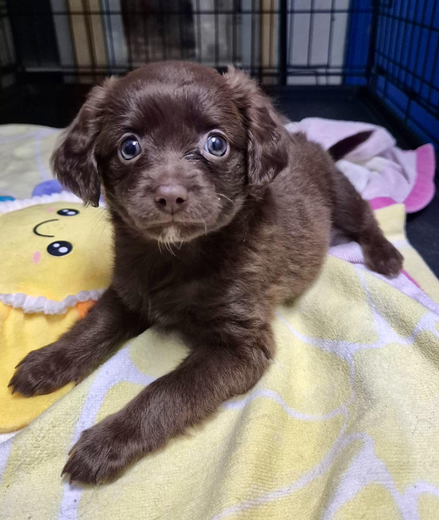 Peony, adopted, Puppy Female Spaniel & Puggle.